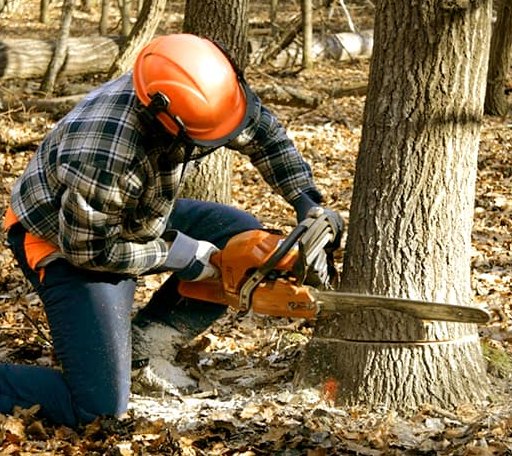 Tree Removal in Weston, CT